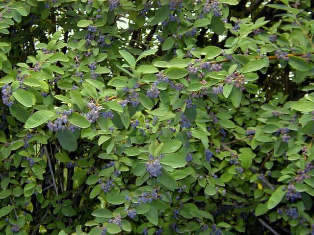 Cotoneaster de Pekin