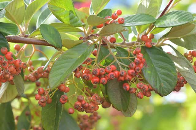 Cotoneaster lechoso