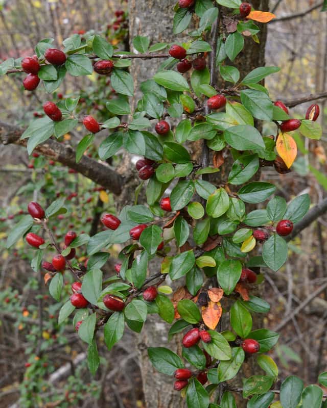 Spreading cotoneaster