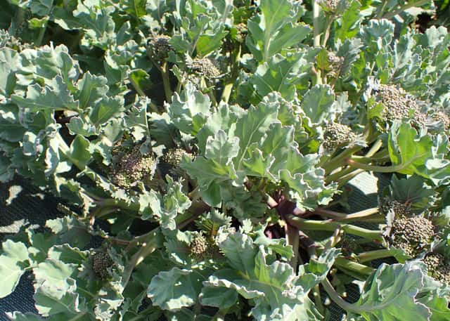 Crambe