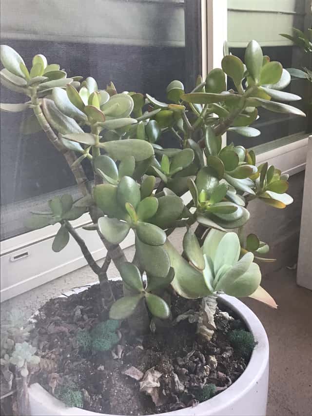 Crássula (gênero)