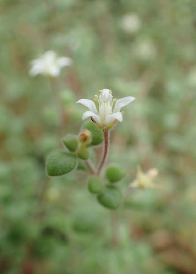 Crassula expansa fragilis
