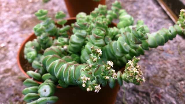 Planta Minhoca