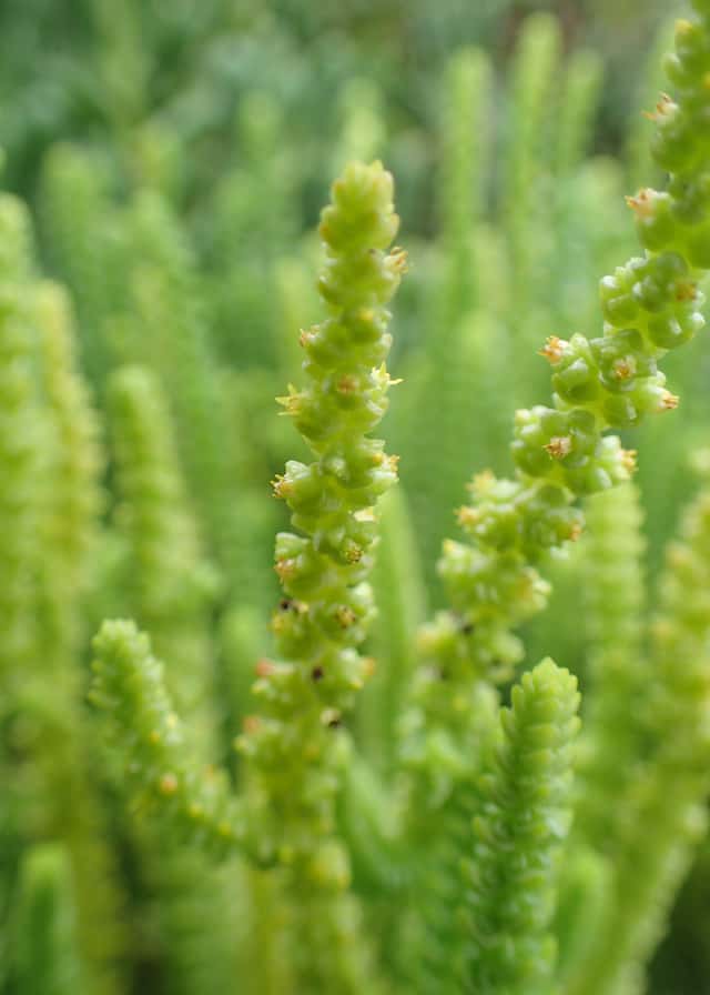 Crássula-musgo