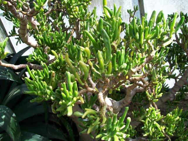 Gollum Jade