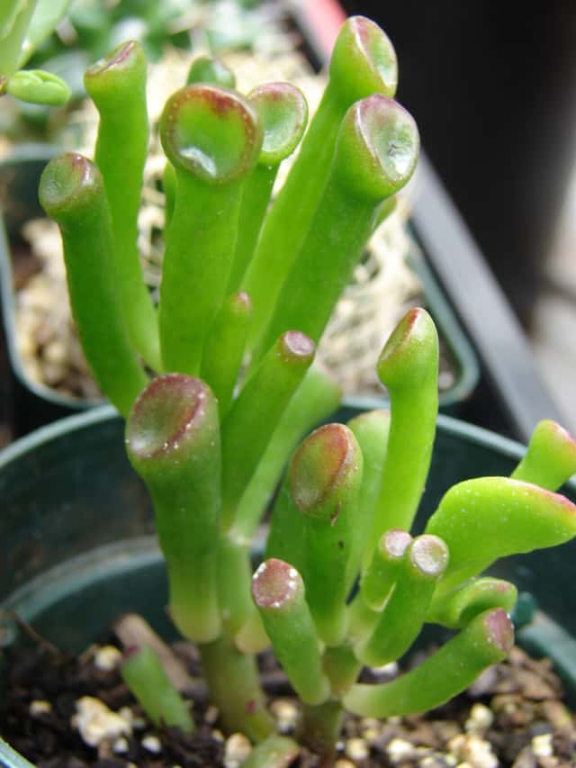 Jade Hobbit