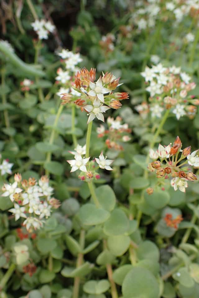 Crássula-coração