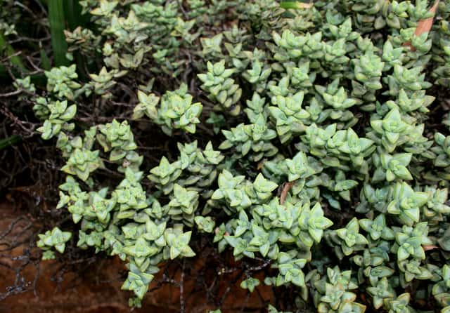 Crássula-rupestre