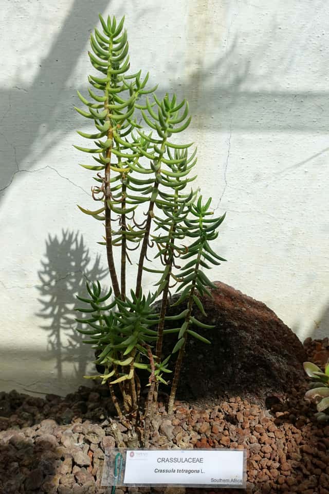 Pino en miniatura