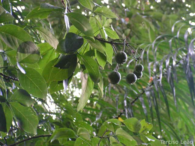 Trapiá