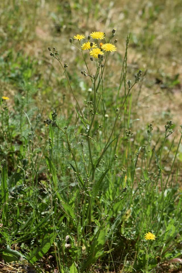 smooth hawksbeard
