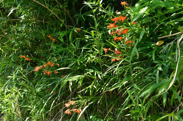 Montbretia