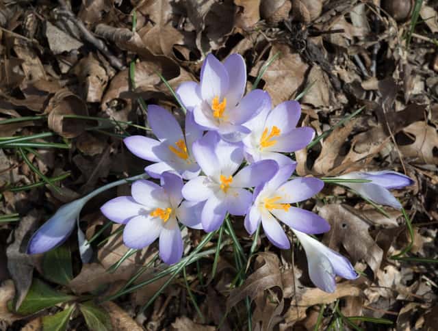 Krokus