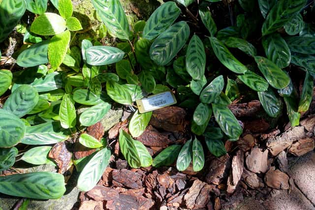 Ctenanthe