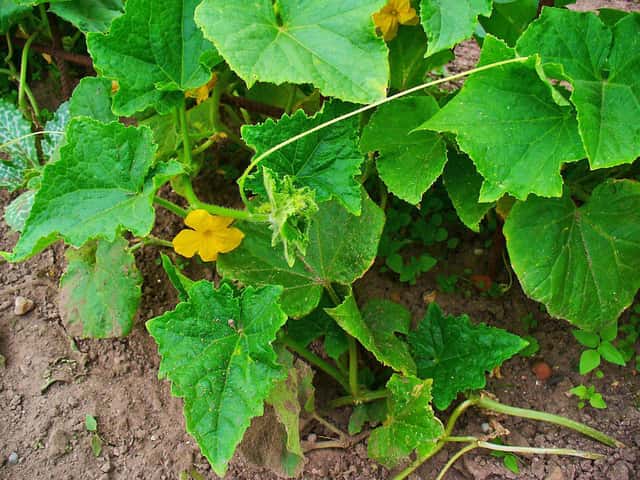 Pepino