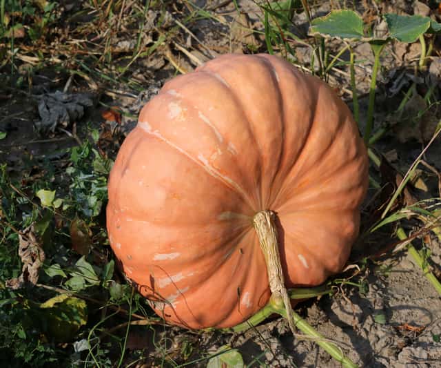 Abóbora