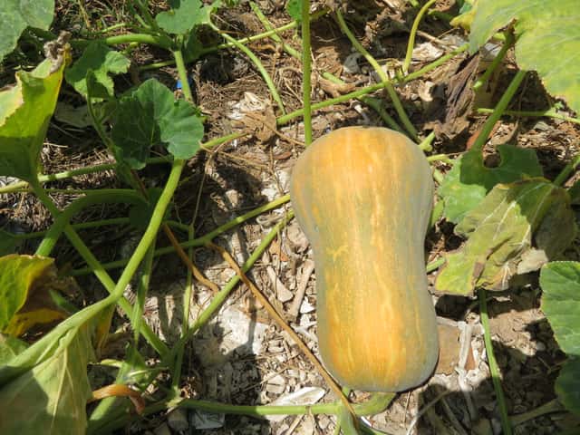 Courge Butternut