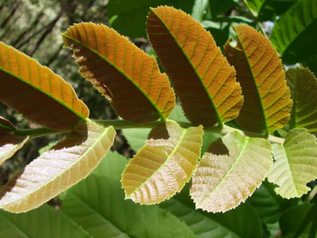 Camboatá