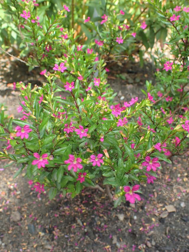 Cuphea hyssopifolia