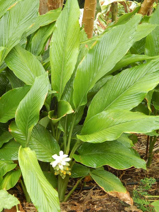 Curcuma