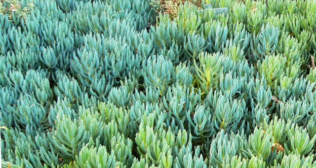 Tiza Azul