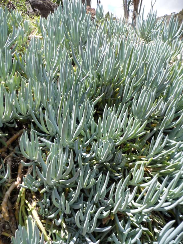 Blue Chalksticks