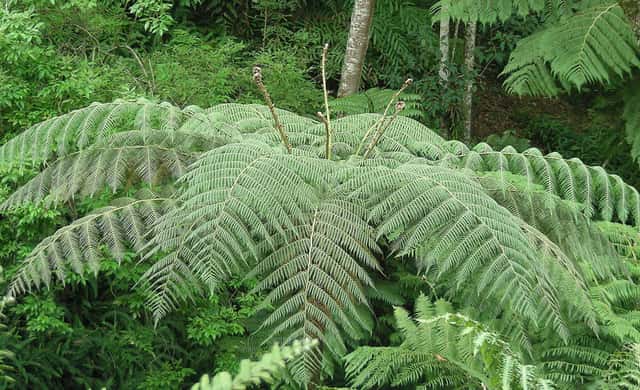 Tree Fern