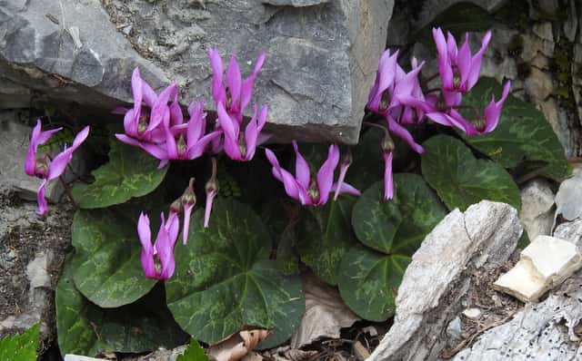 European Cyclamen