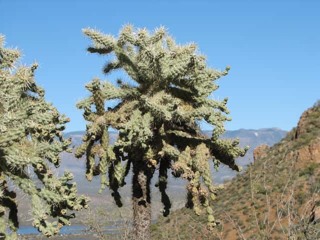 Cholla