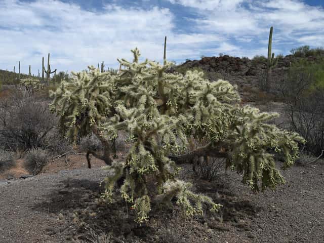 Cholla saltante