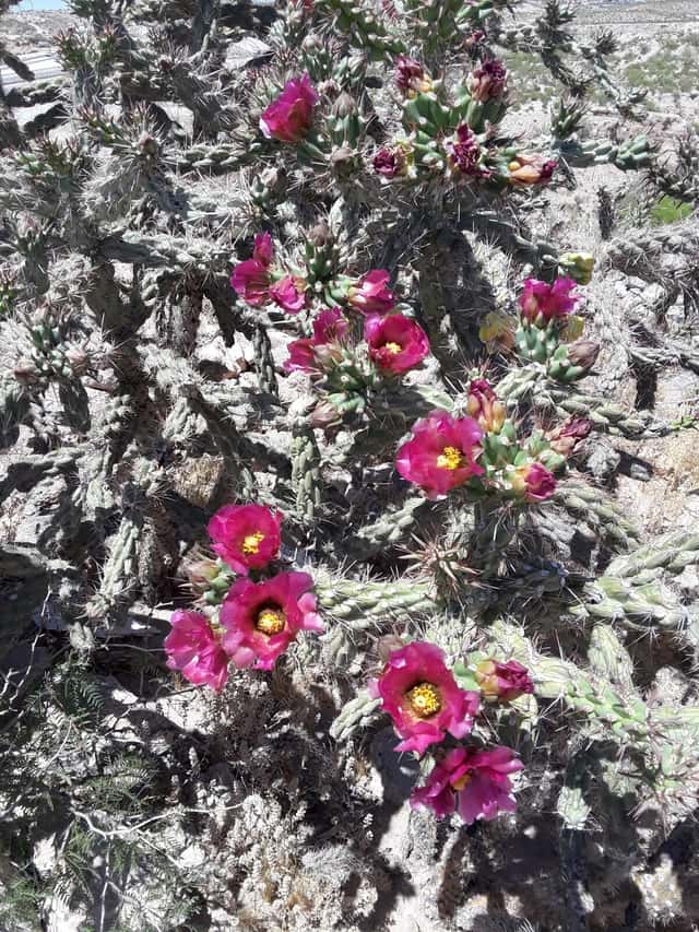 Cholla