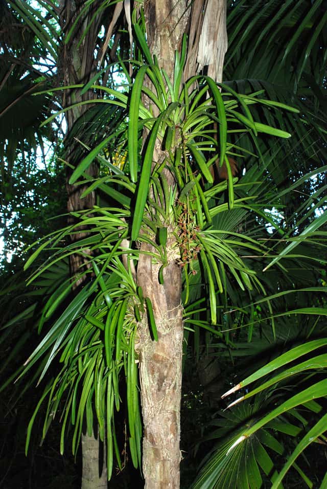 Indian Boat Orchid