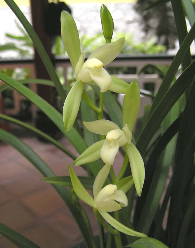 Négyévszakos csónakorchidea