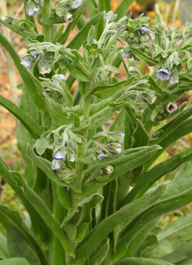 Cinoglossa-de-Creta