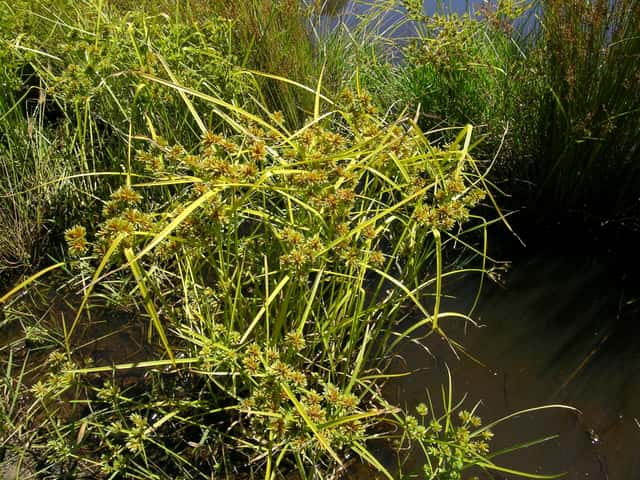 Tall Flatsedge