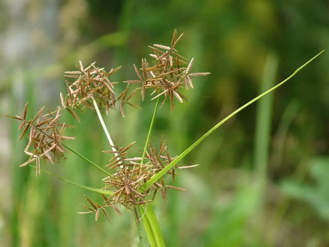 Purpursarkanā cipera