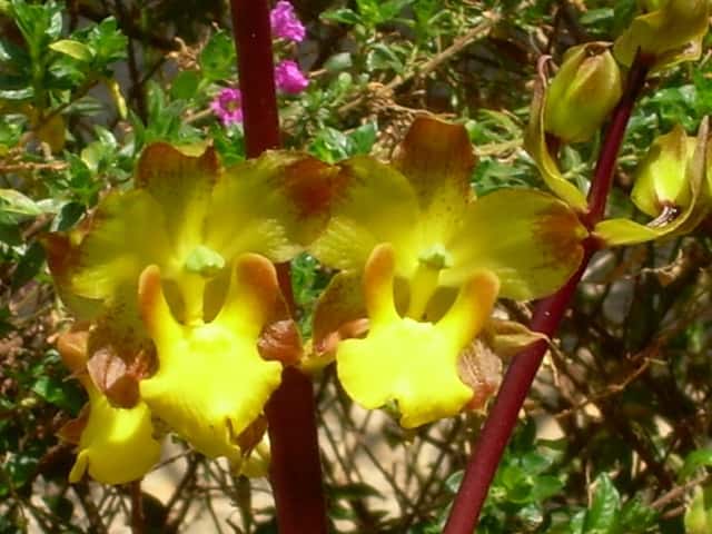 Orquídea cuerno de buey