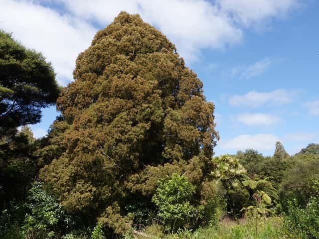 Kahikatea