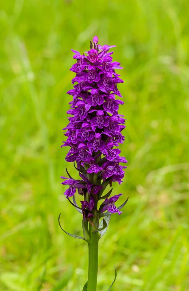 Heath Spotted Orchid