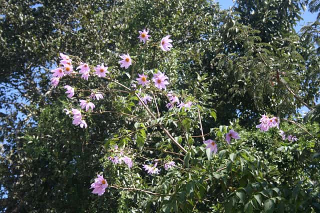 Tree Dahlia