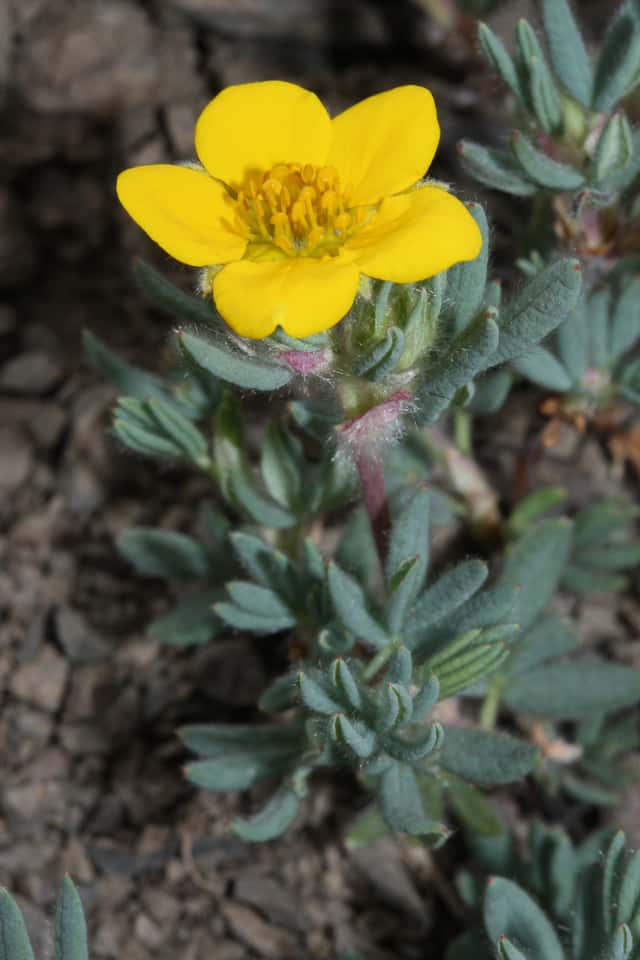 Potentilla