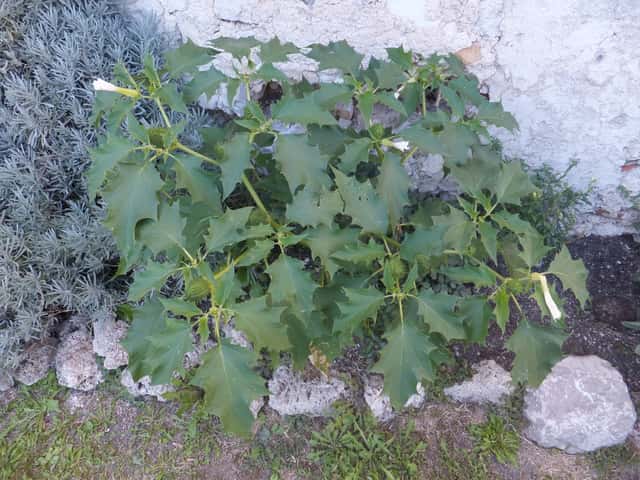 Jimsonweed