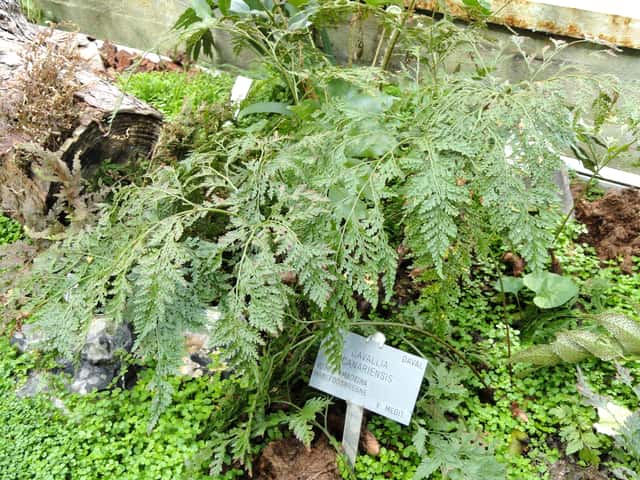 Hare's-foot Fern