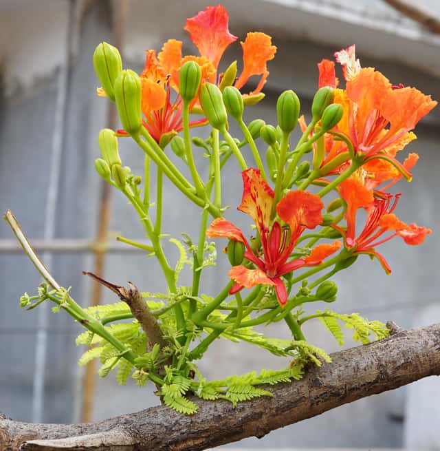 Delonix regia