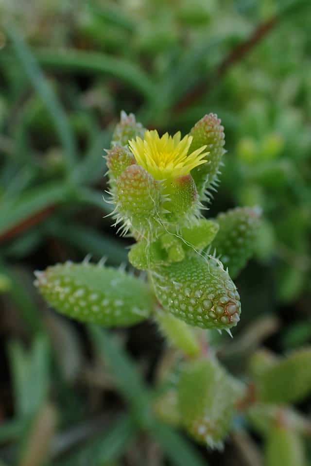 Planta Picles