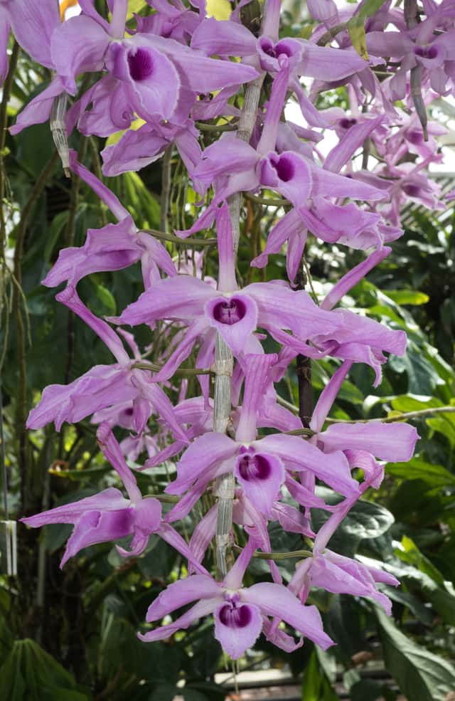 Orquídea Sanggumay