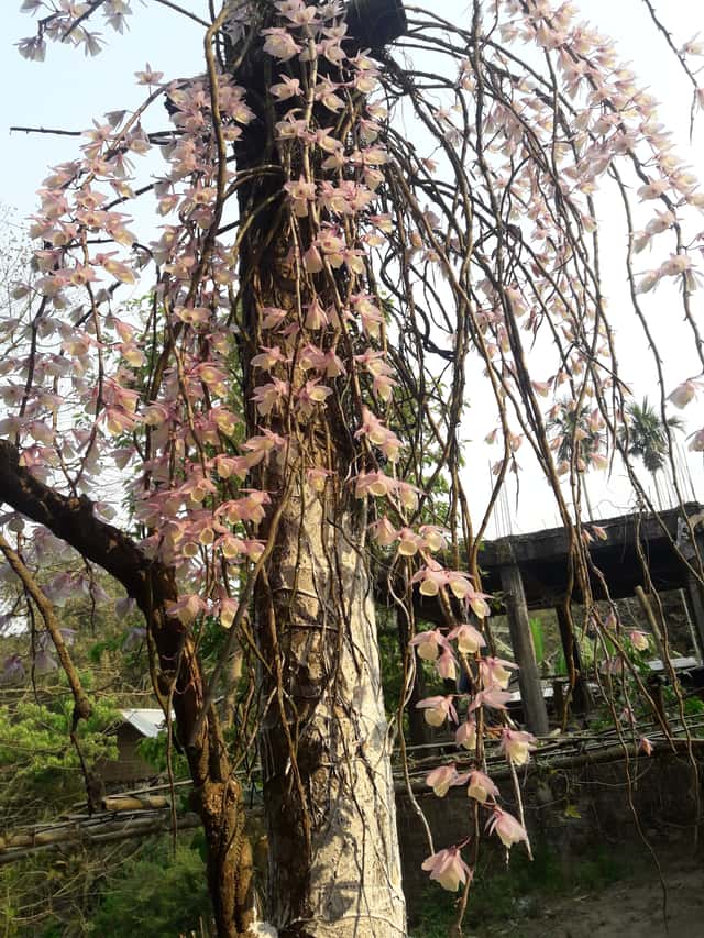Orquídea Encapuzada