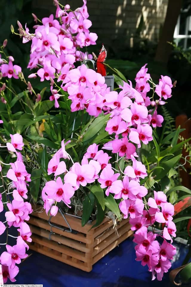 Orquídea de Cooktown