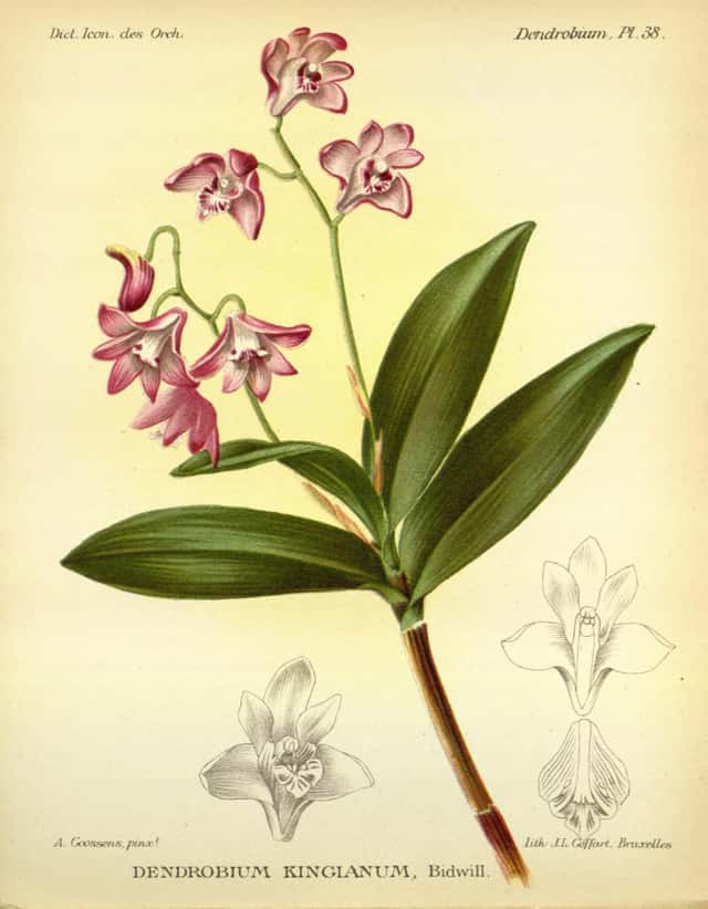 Roosa kiviorhidee