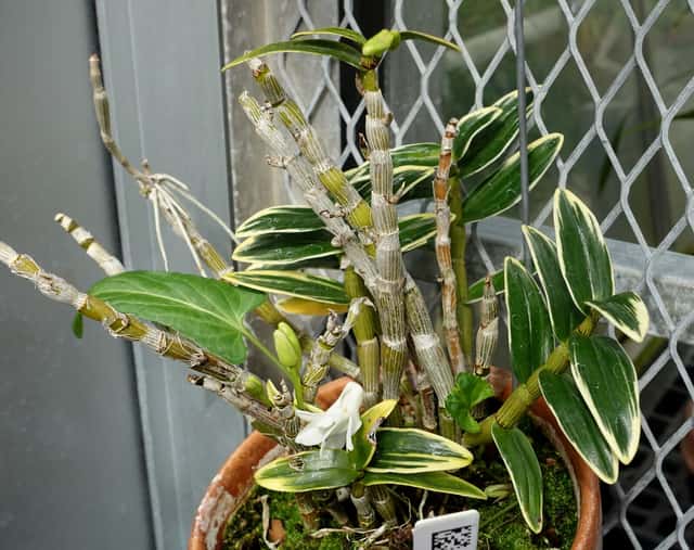 Orquídea Sekkoku